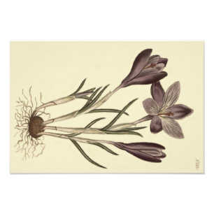 De grote Botanische Illustratie van de Paarse Foto Afdruk
