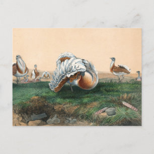 De Grote Bustard van Joseph Wolf Briefkaart