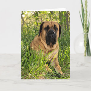 De grote Engelse Hond van de Mastiff - Kaart