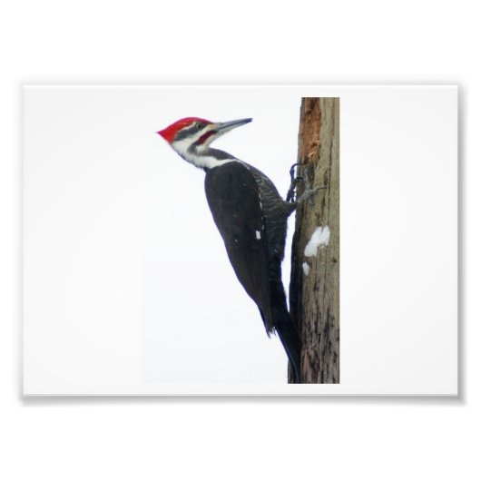 De grote, gepileerde Woodpecker 7 x5 fotografische Foto Afdruk (Voorkant)