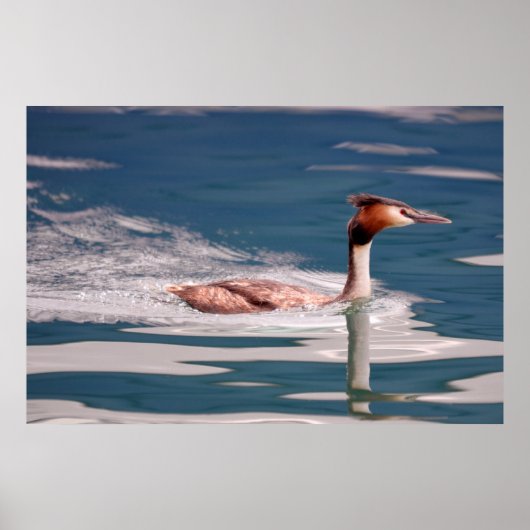 De Grote Grebe (criticus van Podiceps) Poster (Voorkant)