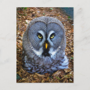 De Grote Grijze Owl Strix Nebulosa Lapland Owl Briefkaart