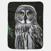 De Grote Grijze Uil BBI