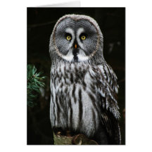 De grote grijze uil GCA