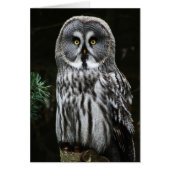 De Grote Grijze Uil GCNM (Voorkant)