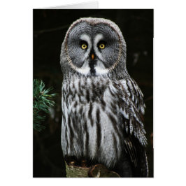 De Grote Grijze Uil GCNM