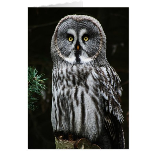 De Grote Grijze Uil GCNM (Voorkant)