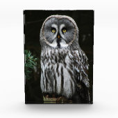 De grote grijze uil pbcna fotoblokken (Voorkant)