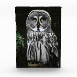 De grote grijze uil pbcna fotoblokken