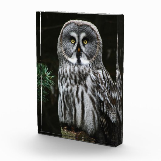 De grote grijze uil pbcna fotoblokken (Rechts)
