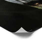 De Grote Grijze Uil Wapcna Poster (Hoek)