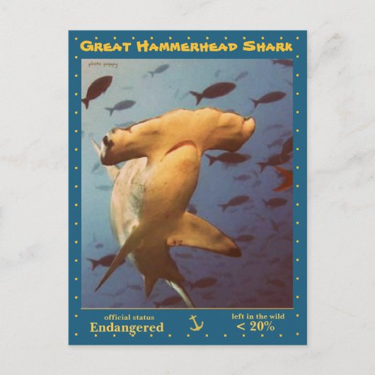 De Grote Hammerhead Shark is bedreigd, a - Briefkaart (Voorkant)