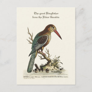 De grote Kingfisher uit de Gambia Briefkaart