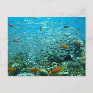 De Grote Koraalbarrière in Australië Briefkaart