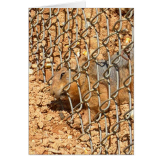 de grote ontsnapping