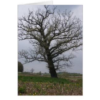 De grote, oude eikel op 22