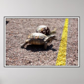 De grote schildpad en slakkenas poster (Voorkant)