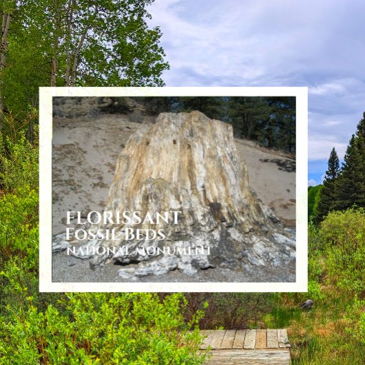 De grote stomp, Florissant Fossil Beds, WY Briefkaart