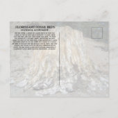 De grote stomp, Florissant Fossil Beds, WY Briefkaart (Achterkant)