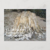 De grote stomp, Florissant Fossil Beds, WY Briefkaart (Voorkant)