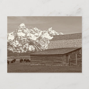 De Grote Tetons van Mormon Row Briefkaart