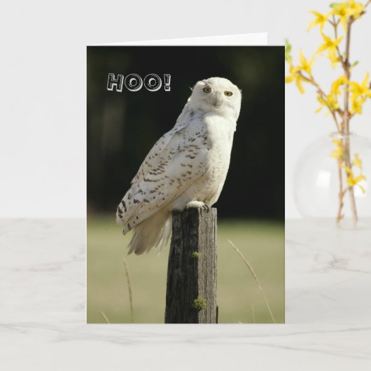 De grote Uil van Snowy White, het Denken aan u Kaart (Gele Bloem)