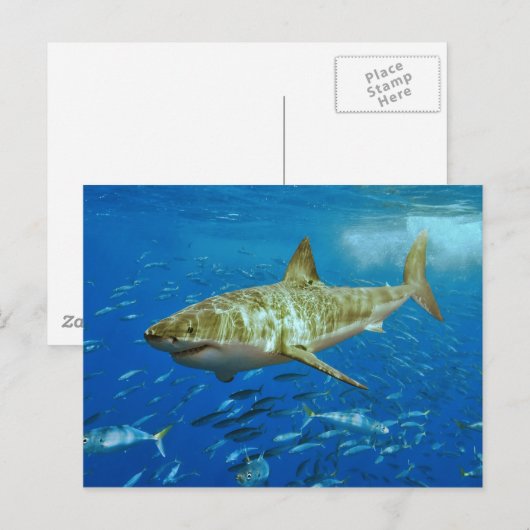 De grote witte haai Carcharodon Carcharias Briefkaart (Voorkant / Achterkant)