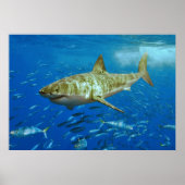 De grote witte haai Carcharodon Carcharias Poster (Voorkant)