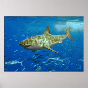De grote witte haai Carcharodon Carcharias Poster
