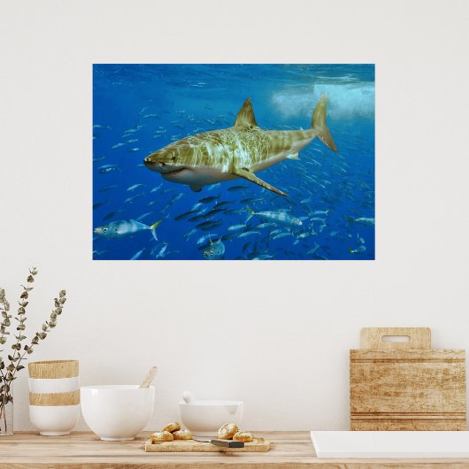 De grote witte haai Carcharodon Carcharias Poster (Keuken)