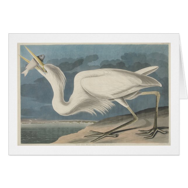 De Grote Witte Heron (Voorkant Horizontaal)