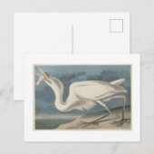 De Grote Witte Heron Briefkaart (Voorkant / Achterkant)