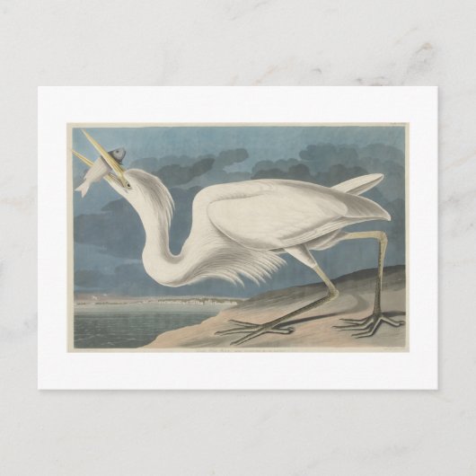 De Grote Witte Heron Briefkaart (Voorkant)