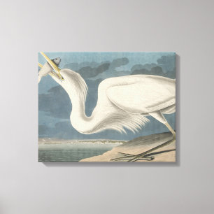 De Grote Witte Heron Canvas Afdruk