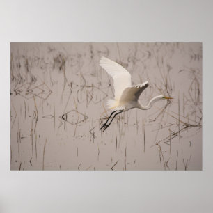 De Grote Zilverreiger 36 x 24 Archiefpapier (Matt Poster