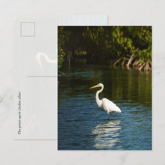 De grote zilverreiger (Ardea alba) vogel Briefkaart (Voorkant / Achterkant)