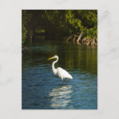De grote zilverreiger (Ardea alba) vogel Briefkaart (Voorkant)