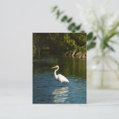 De grote zilverreiger (Ardea alba) vogel Briefkaart (Staand voorkant)
