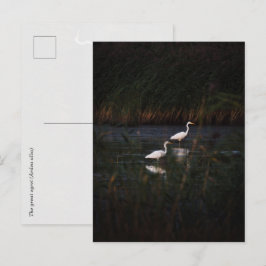 De grote zilverreiger (Ardea alba) vogels Briefkaart