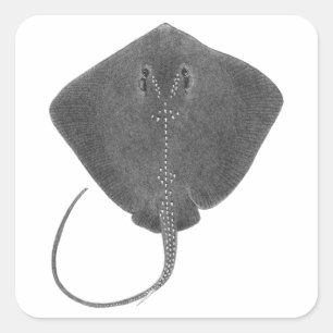 DE GROTE ZUIDELIJKE VIERKANTE STICKER