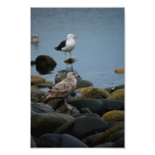 De grote zwarte foto afdruk