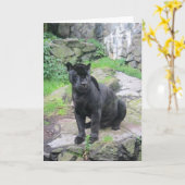 De grote Zwarte Kat van Jaguar bij het Zitten op Kaart (Gele Bloem)