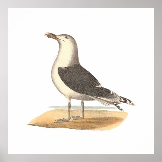 De grote zwarte meeuw (Larus marinus) Poster (Voorkant)