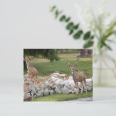 de grotere kudu-8 briefkaart (Staand voorkant)