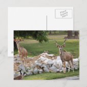 de grotere kudu-8 briefkaart (Voorkant / Achterkant)