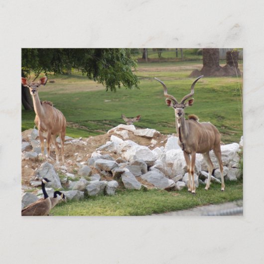 de grotere kudu-8 briefkaart (Voorkant)