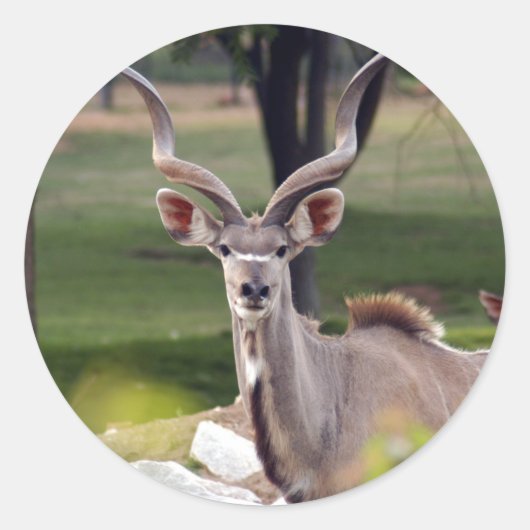 de grotere kudu-9 ronde sticker (Voorkant)
