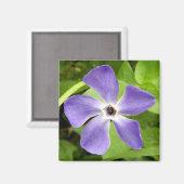 De grotere periwinkle Magnet (Voorkant / Achterkant)
