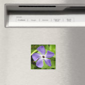 De grotere periwinkle Magnet (Insitu (Vaatwasser))