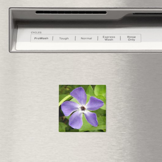 De grotere periwinkle Magnet (Insitu (Vaatwasser))